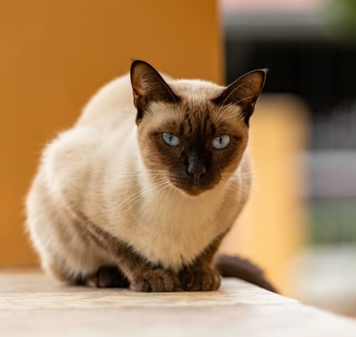 Thai siamese sales